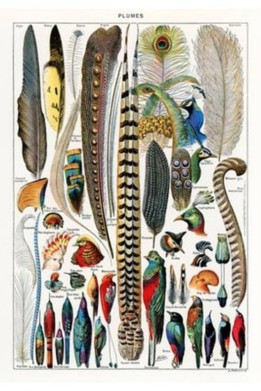 Antique Bird Plumes Study