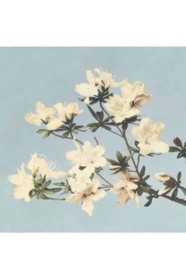 Japanese Azaleas by Ogawa Kazumasa