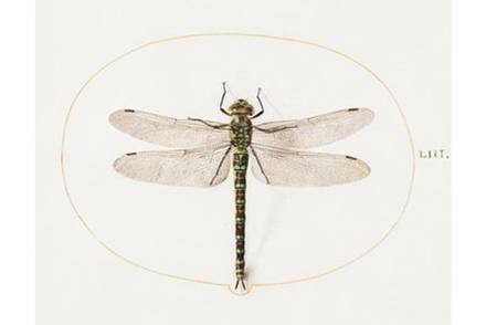 Antique Dragonfly Print