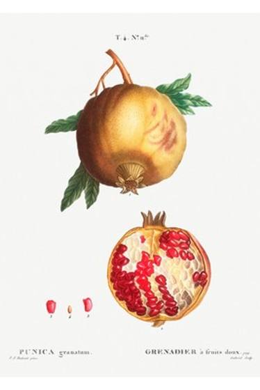 Pomegranate Botanical Print (Punica granatum)