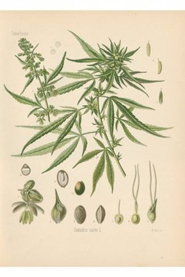 Cannabis Sativa Botanical Print by Gustav Pabst
