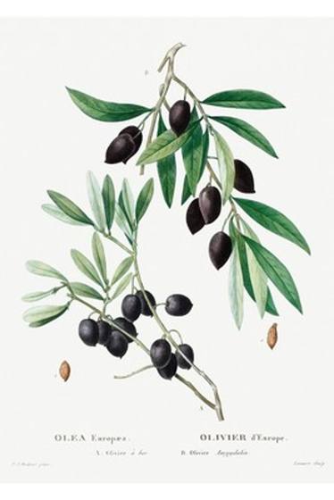 Olive Branch Botanical Print