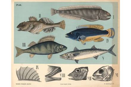 Antique Soft-Finned Fishes Plate III