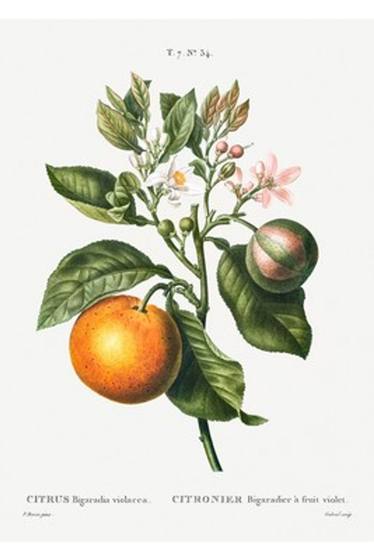Bitter Orange Botanical Print (Citrus)