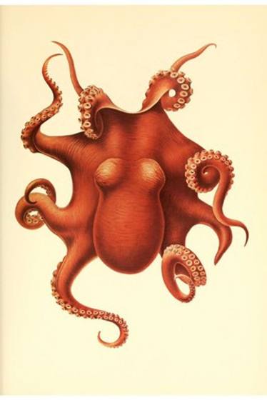 Antique Octopus Print