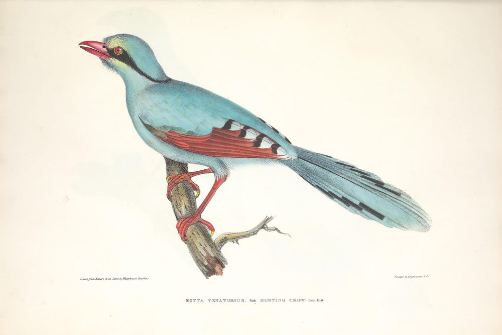 Vintage Animal Print No. 44 - Antique Indian Zoology Illustration, Natural History Wall Art, Vintage Animal Decor