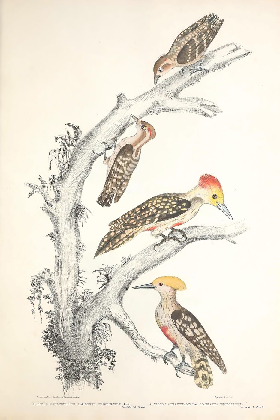 Antique Zoology Print No. 53 - Vintage Animal Illustration, Natural History Wall Art, Educational Animal Nursery Decor