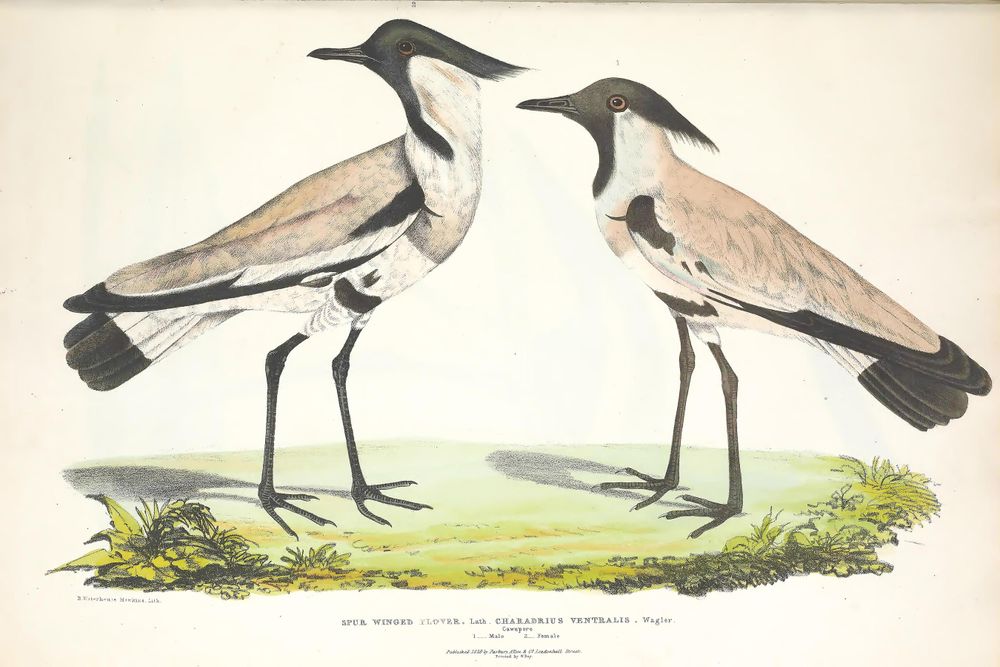 Antique Zoology Print No. 83