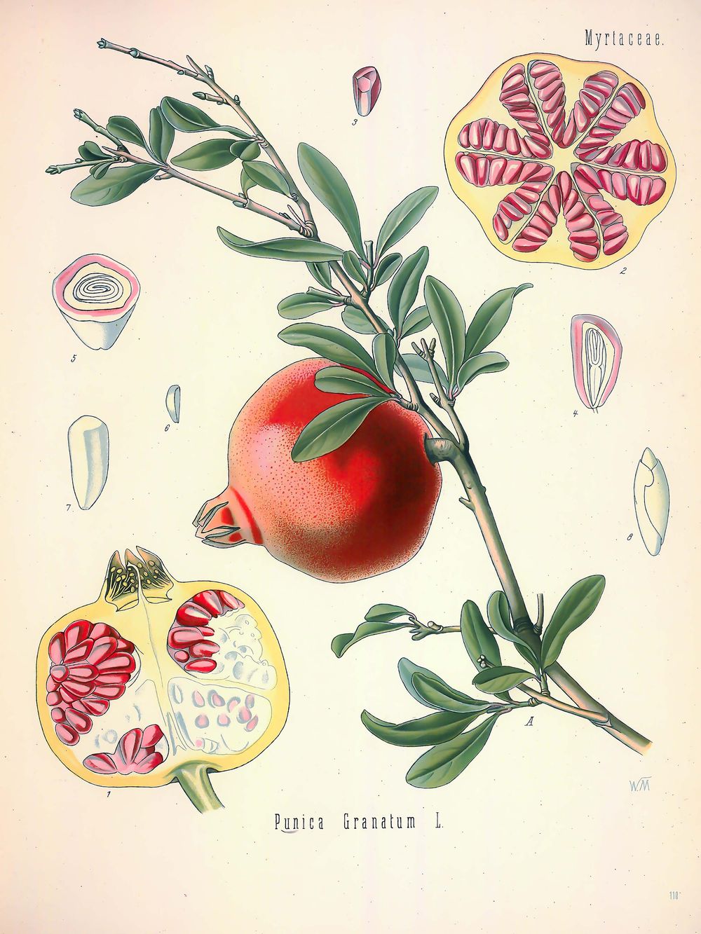 Vintage Botanical Print No. 110 - Kohler Medicinal Plant Illustration, Antique Botanical Wall Art, Herbal Apothecary Decor
