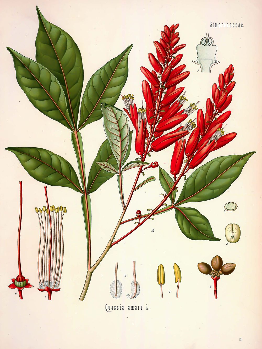 Antique Botanical Illustration No. 151