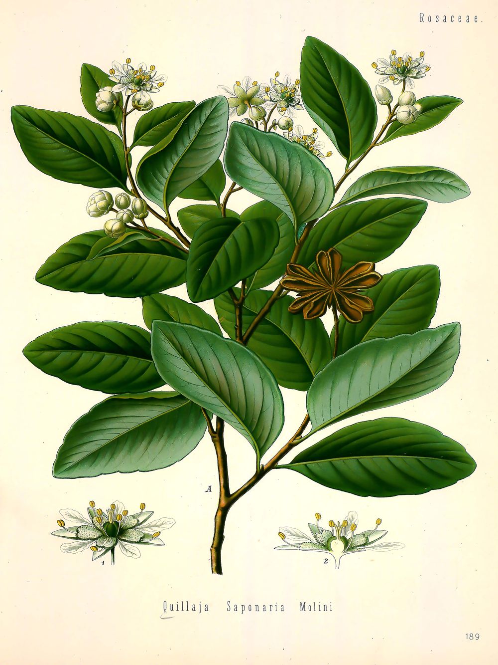 Vintage Botanical Print No. 189