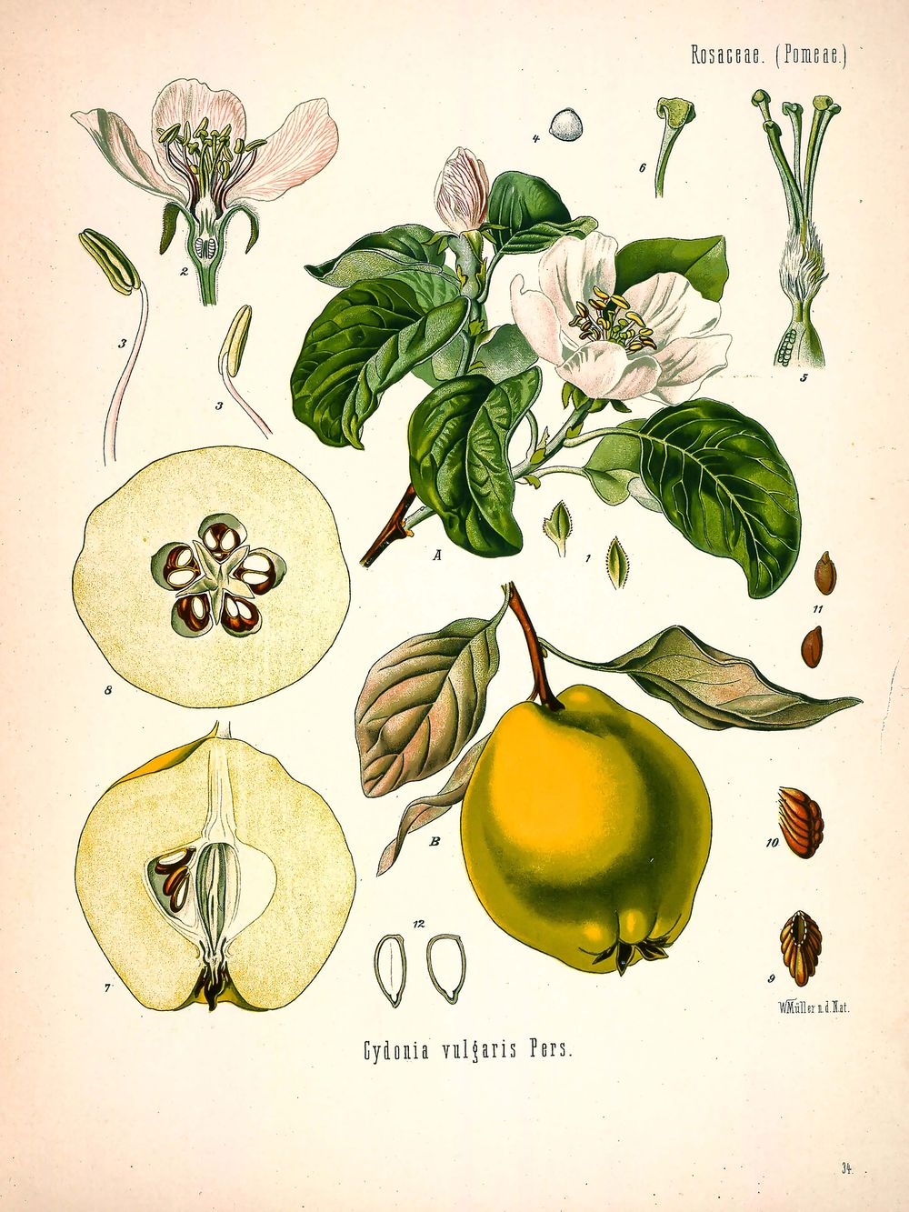 Antique Botanical Illustration No. 34