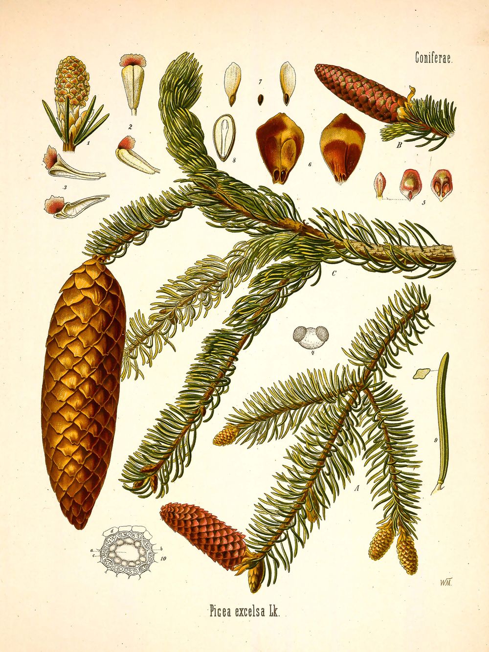 Antique Botanical Illustration No. 8