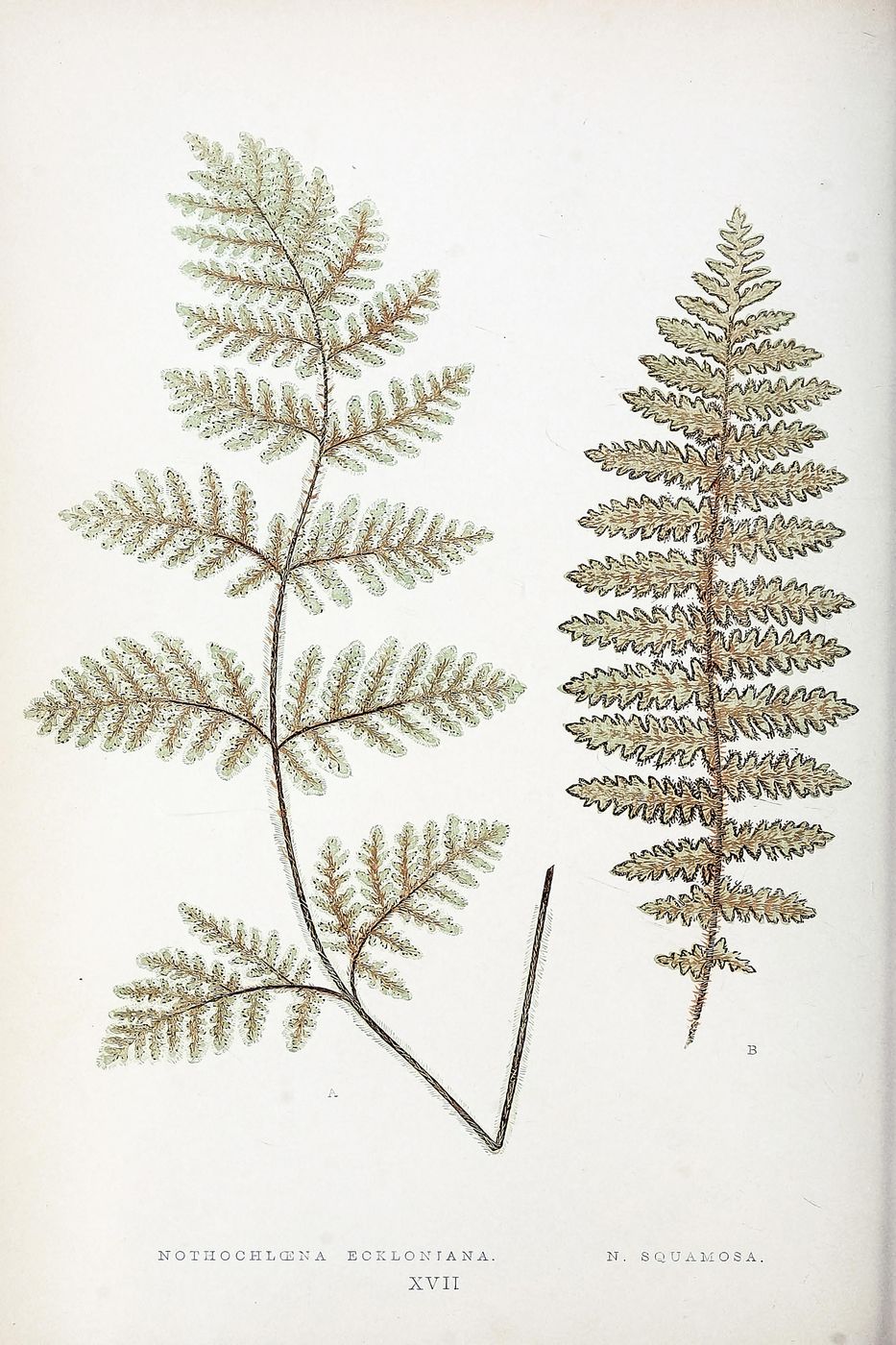 Antique Fern Illustration No. 16