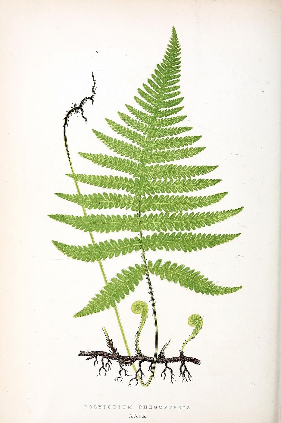 Antique Fern Illustration No. 28