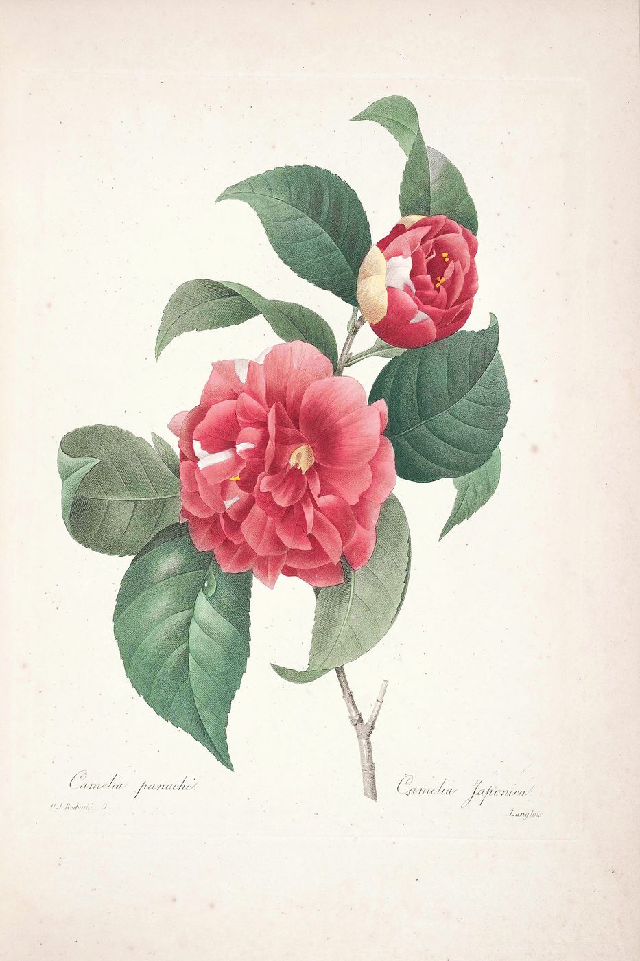 Vintage Flower Print No. 2 - Pierre-Joseph Redoute Botanical Illustration, Antique Floral Wall Art, Cottagecore Bedroom Decor