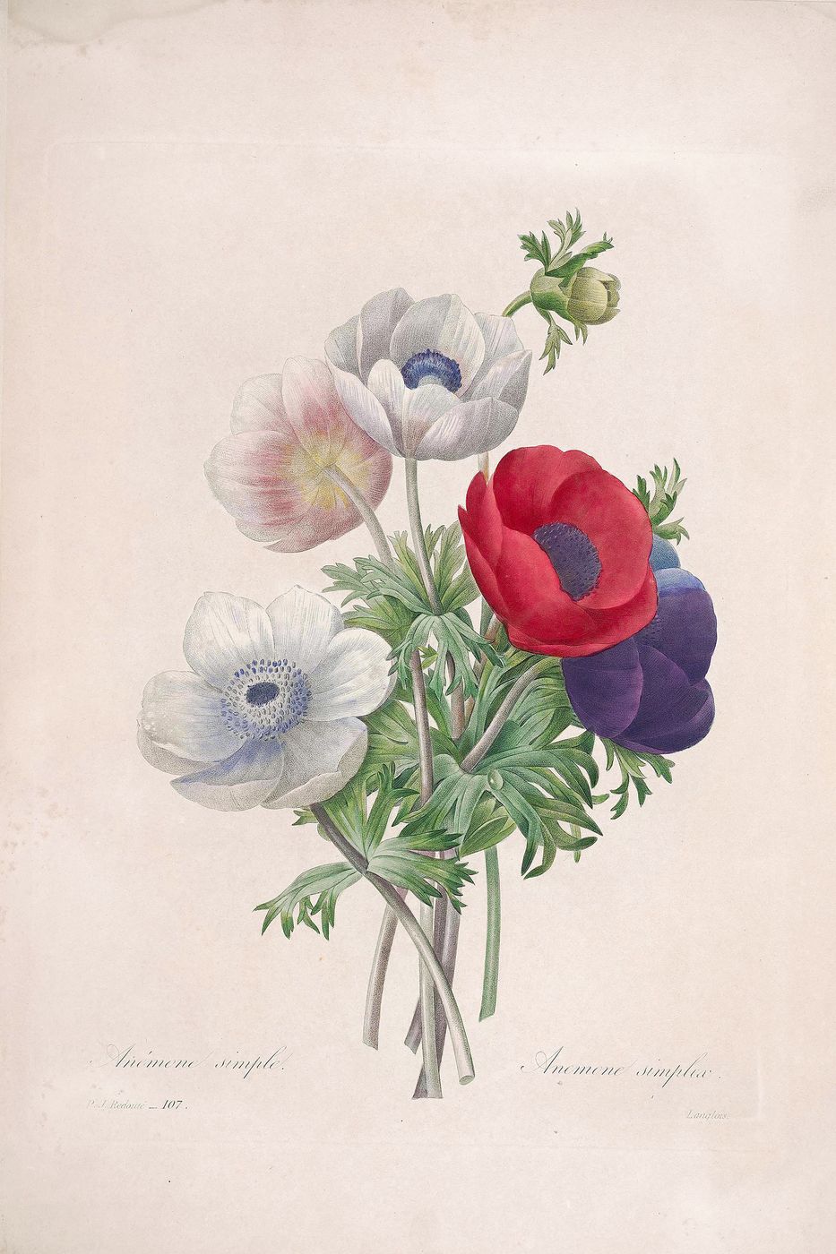 The Raphael of Flowers: Redouté and the Golden Age of Botanical Art