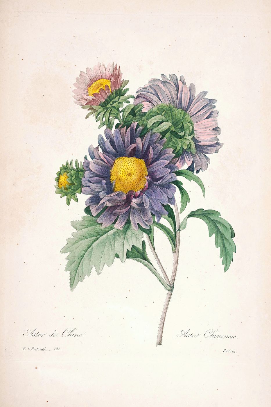 Vintage Flower Print No. 27 - Pierre-Joseph Redoute Botanical Illustration, Antique Floral Wall Art, Cottagecore Bedroom Decor