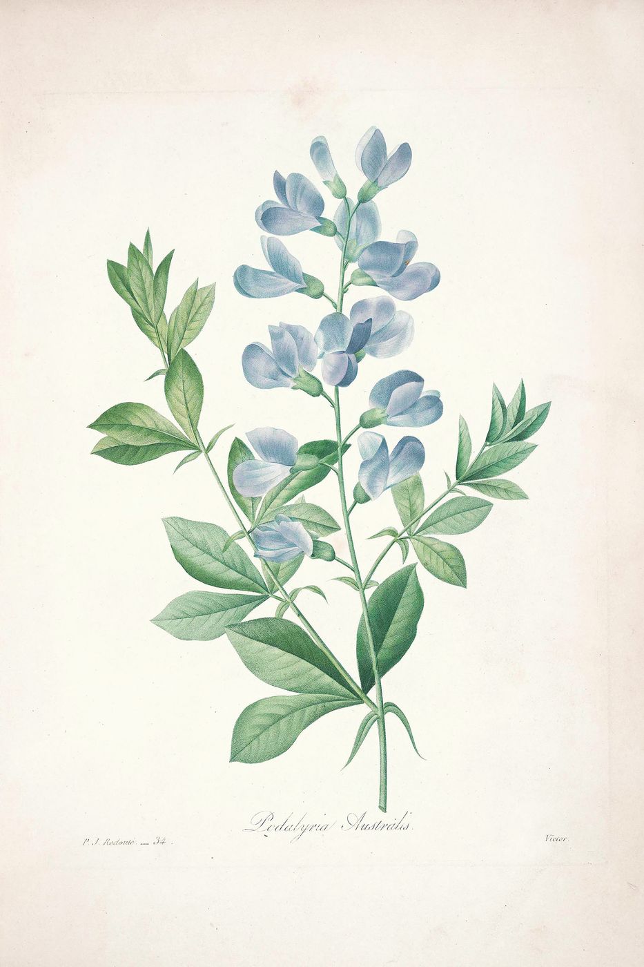 Vintage Flower Print No. 74 - Pierre-Joseph Redoute Botanical Illustration, Antique Floral Wall Art, Cottagecore Bedroom Decor