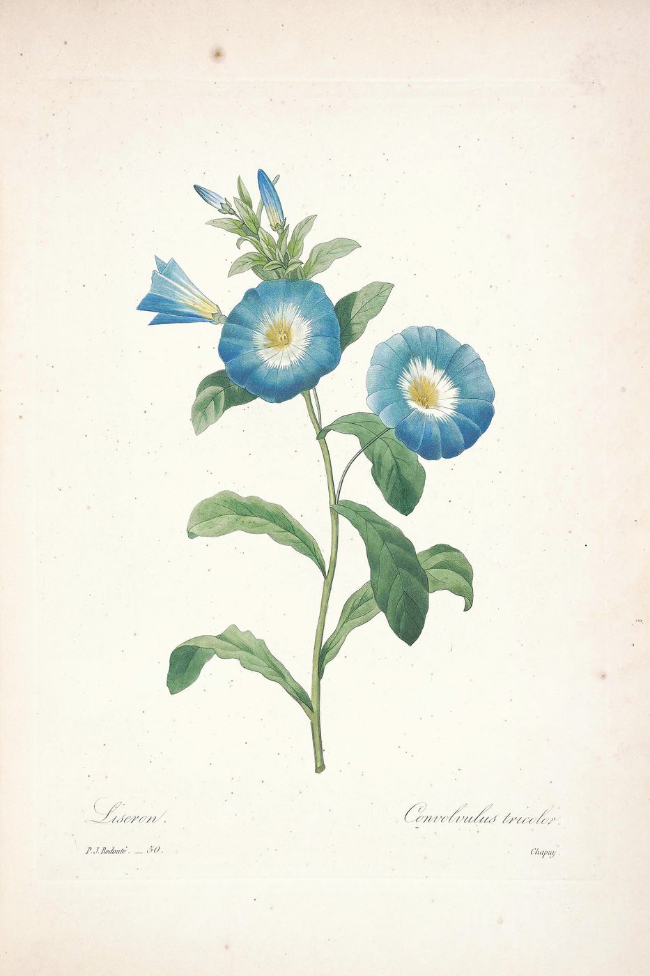Vintage Flower Print No. 92 - Pierre-Joseph Redoute Botanical Illustration, Antique Floral Wall Art, Cottagecore Bedroom Decor