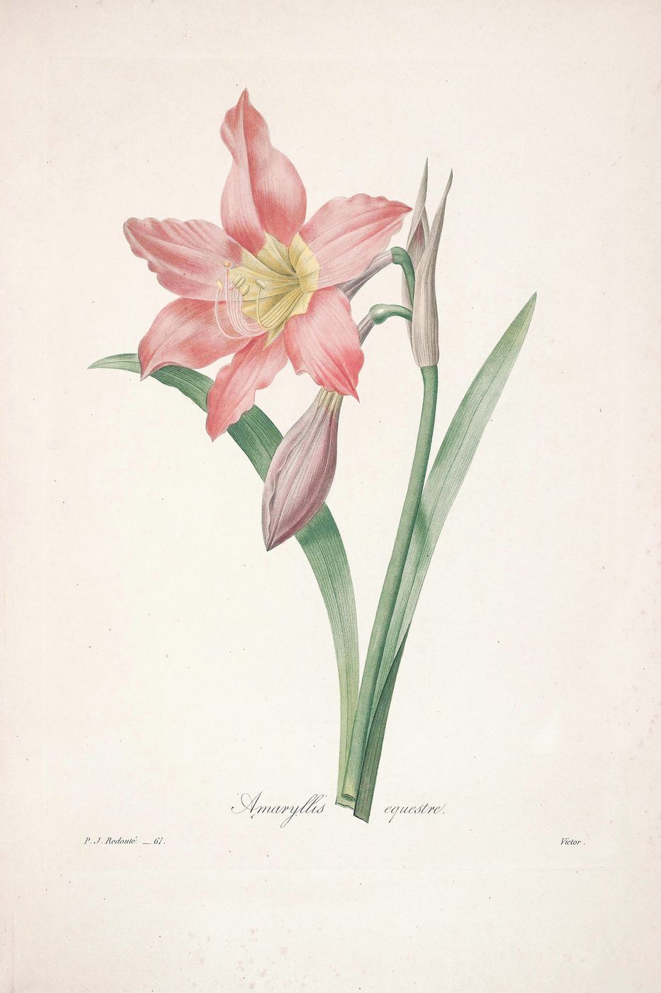 Antique Floral Print No. 104 - Vintage Redoute Flower Botanical Art, Shabby Chic Wall Art, Cottagecore Bedroom Decor