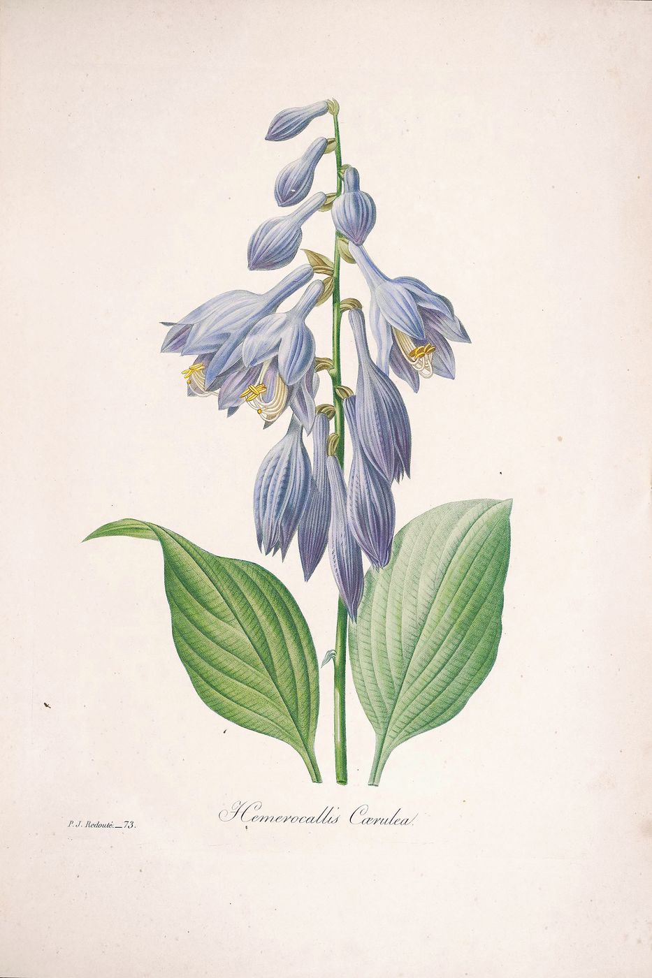 Vintage Flower Print No. 117 - Pierre-Joseph Redoute Botanical Illustration, Antique Floral Wall Art, Cottagecore Bedroom Decor