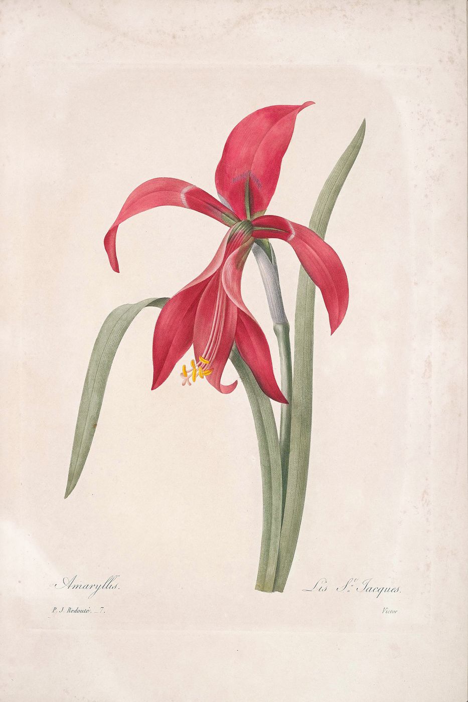 Redoute Flower Print No. 123 - Vintage Botanical Floral Illustration, Antique Flower Wall Art, French Cottagecore Decor
