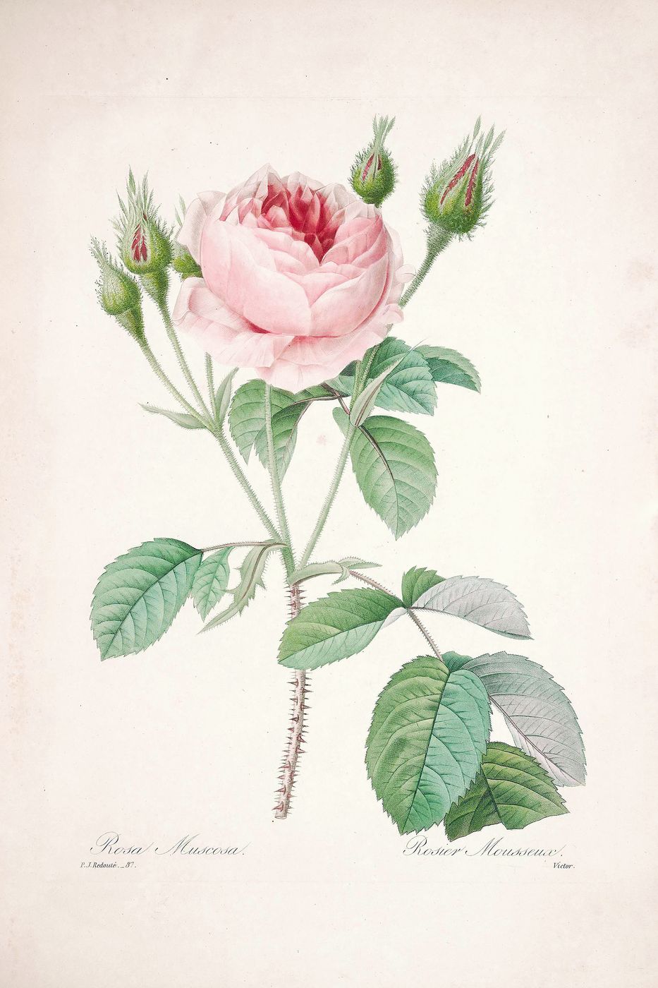 Redoute Flower Print No. 132 - Vintage Botanical Floral Illustration, Antique Flower Wall Art, French Cottagecore Decor