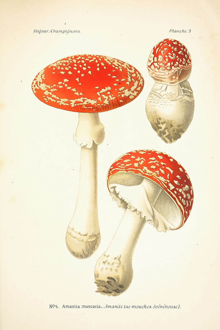 Vintage Mushroom Print No. 16 - Antique Botanical Fungi Illustration, Mushroom Wall Art, Cottagecore Kitchen Decor