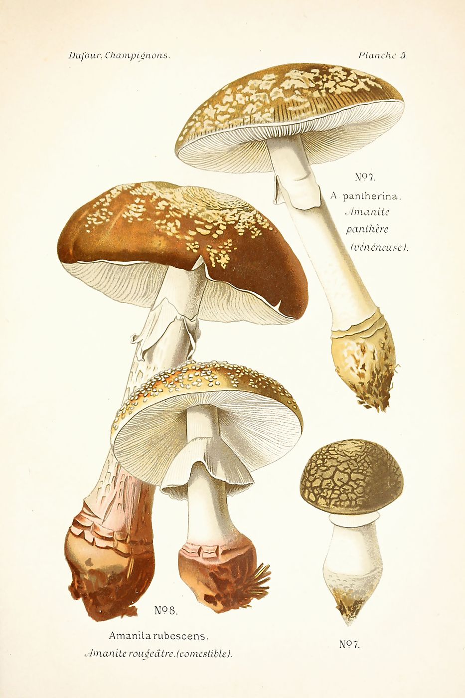 Antique Mushroom Illustration No. 23 - Vintage Fungi Botanical Print, Mushroom Poster, Cottagecore Wall Art, Kitchen Decor