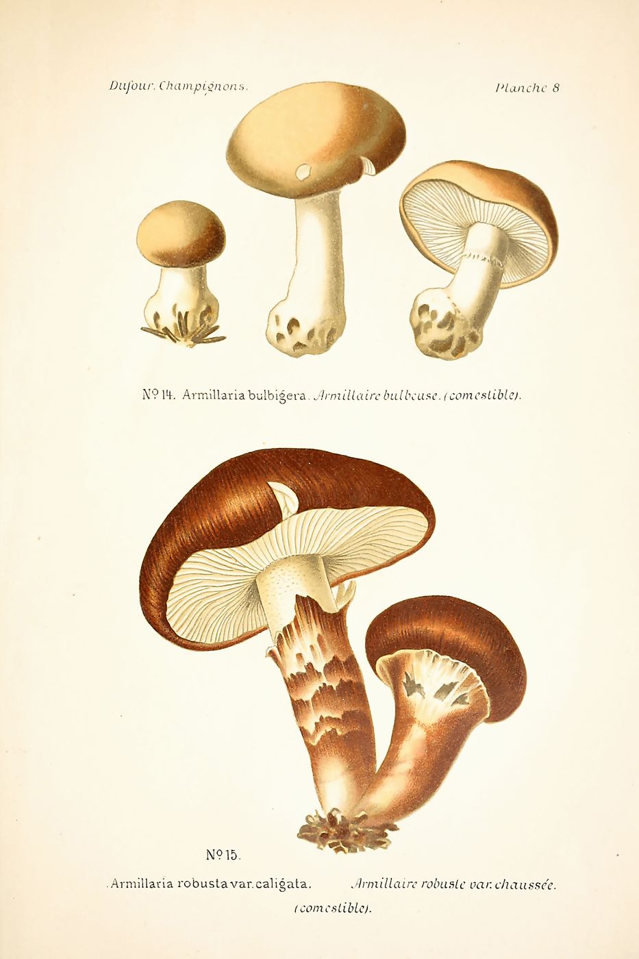Vintage Mushroom Print No. 34 - Antique Botanical Fungi Illustration, Mushroom Wall Art, Cottagecore Kitchen Decor