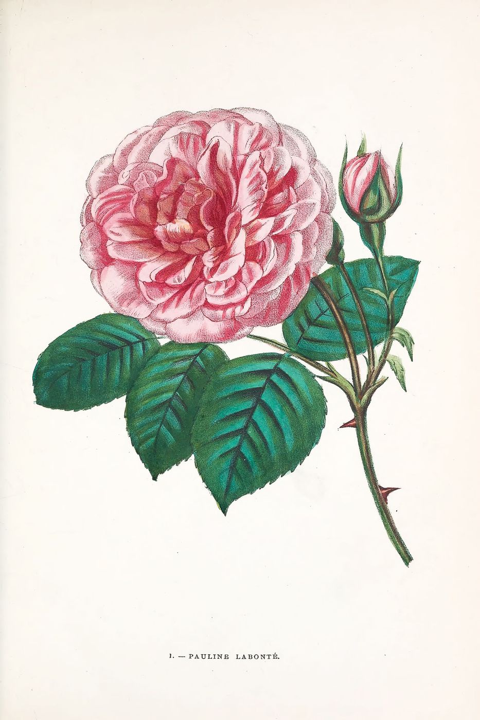 Vintage Rose Print No. 1 - Redoute Les Roses Botanical Illustration, Antique Floral Wall Art, Cottagecore Bedroom Decor