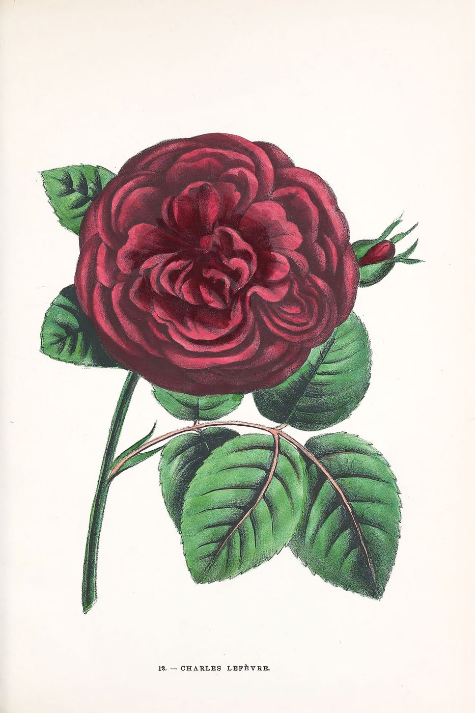Antique Rose Print No. 12 - Vintage Botanical Rose Illustration, Redoute Floral Wall Art, Shabby Chic Cottagecore Decor