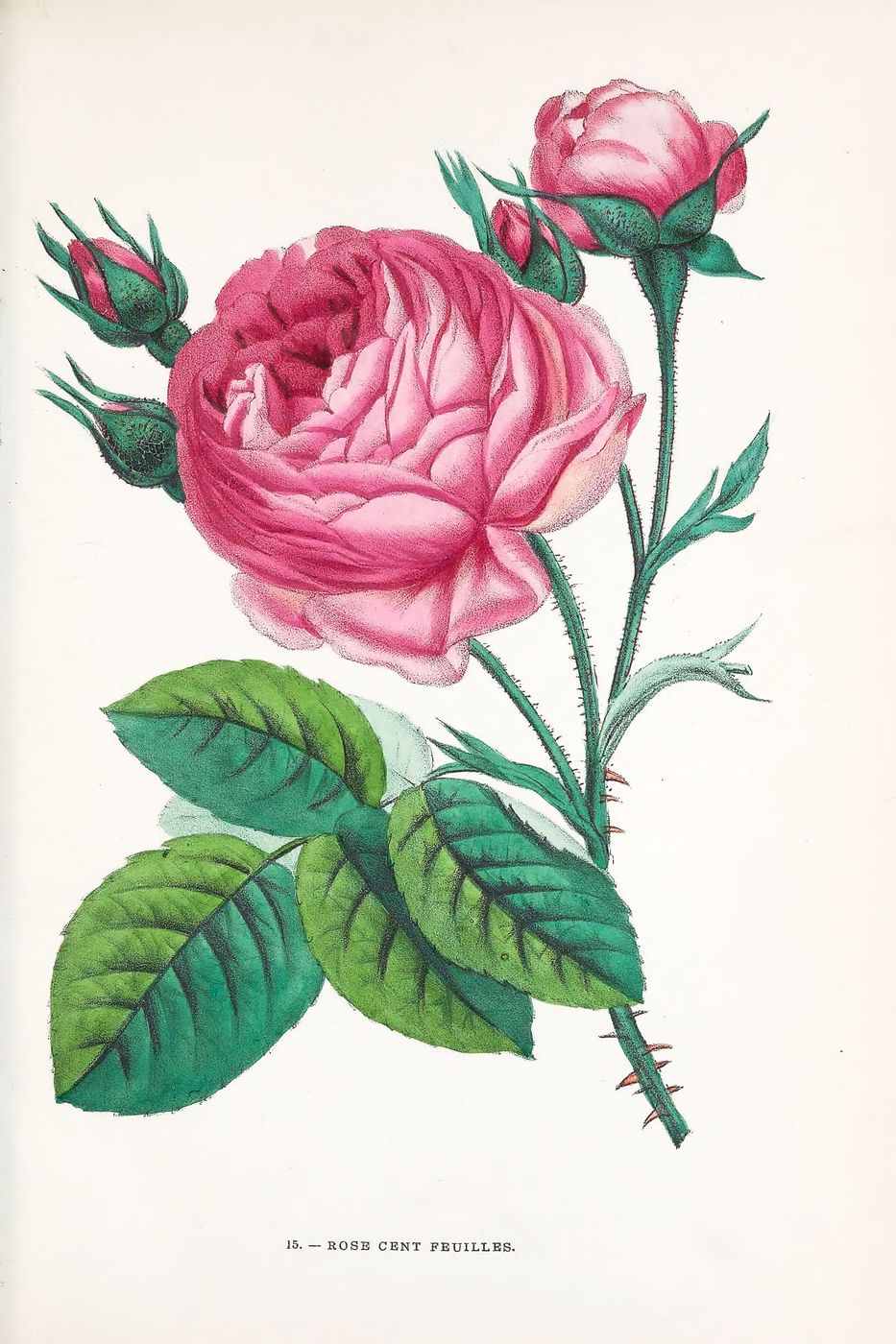 Redoute Rose Print No. 15 - Vintage Les Roses Botanical Art, Romantic Floral Wall Art, Cottagecore Bedroom Decor