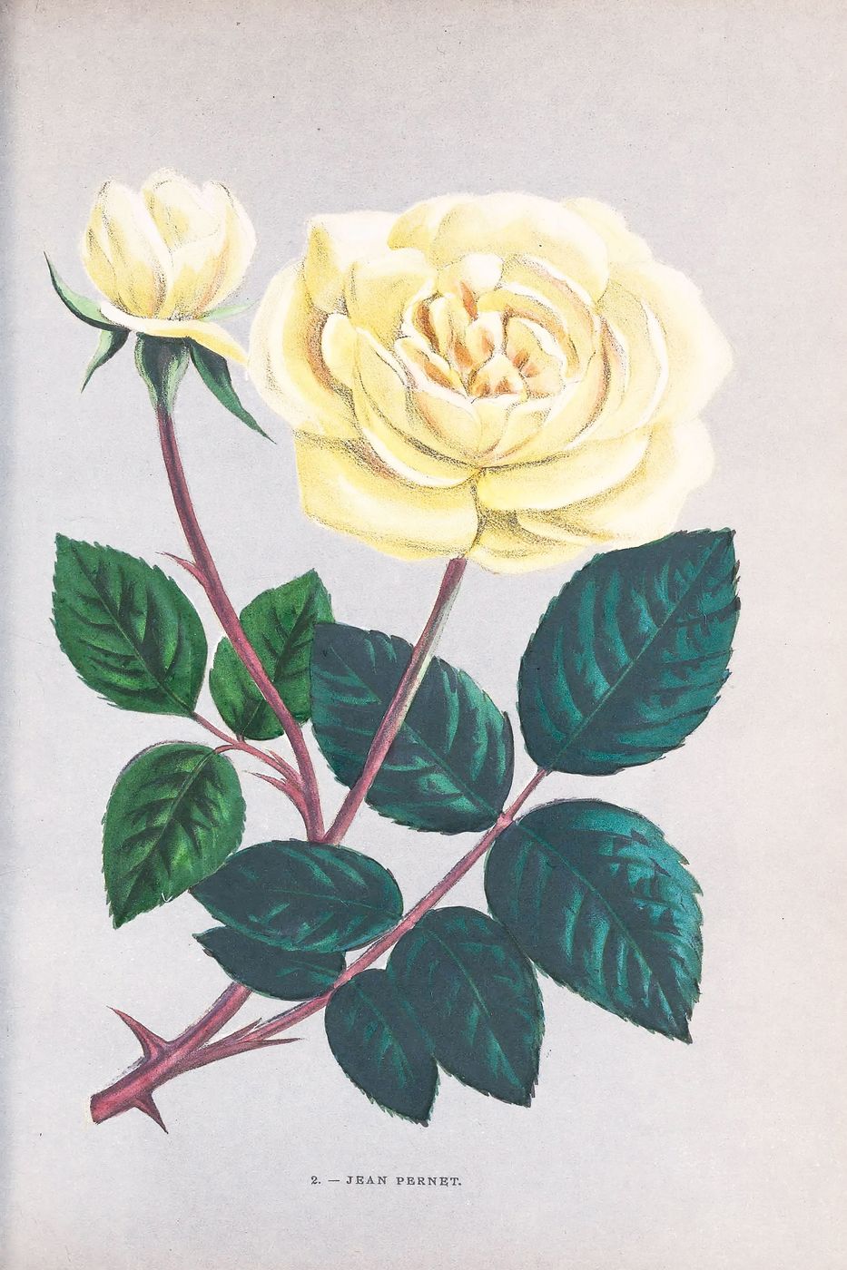 Vintage Rose Print No. 2 - Redoute Les Roses Botanical Illustration, Antique Floral Wall Art, Cottagecore Bedroom Decor