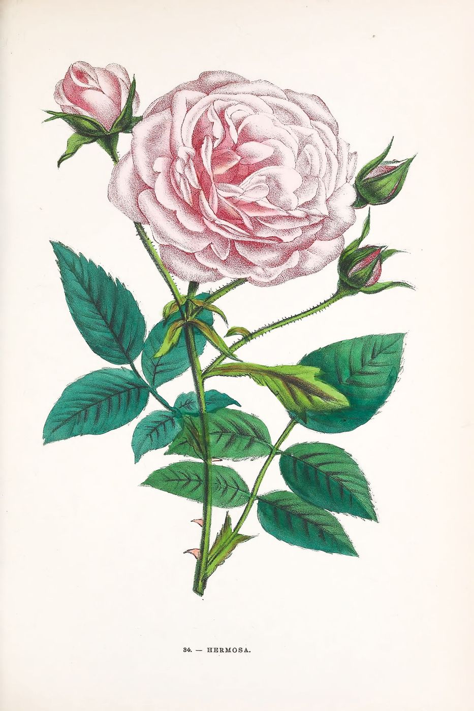 Redoute Rose Print No. 34 - Vintage Les Roses Botanical Art, Romantic Floral Wall Art, Cottagecore Bedroom Decor