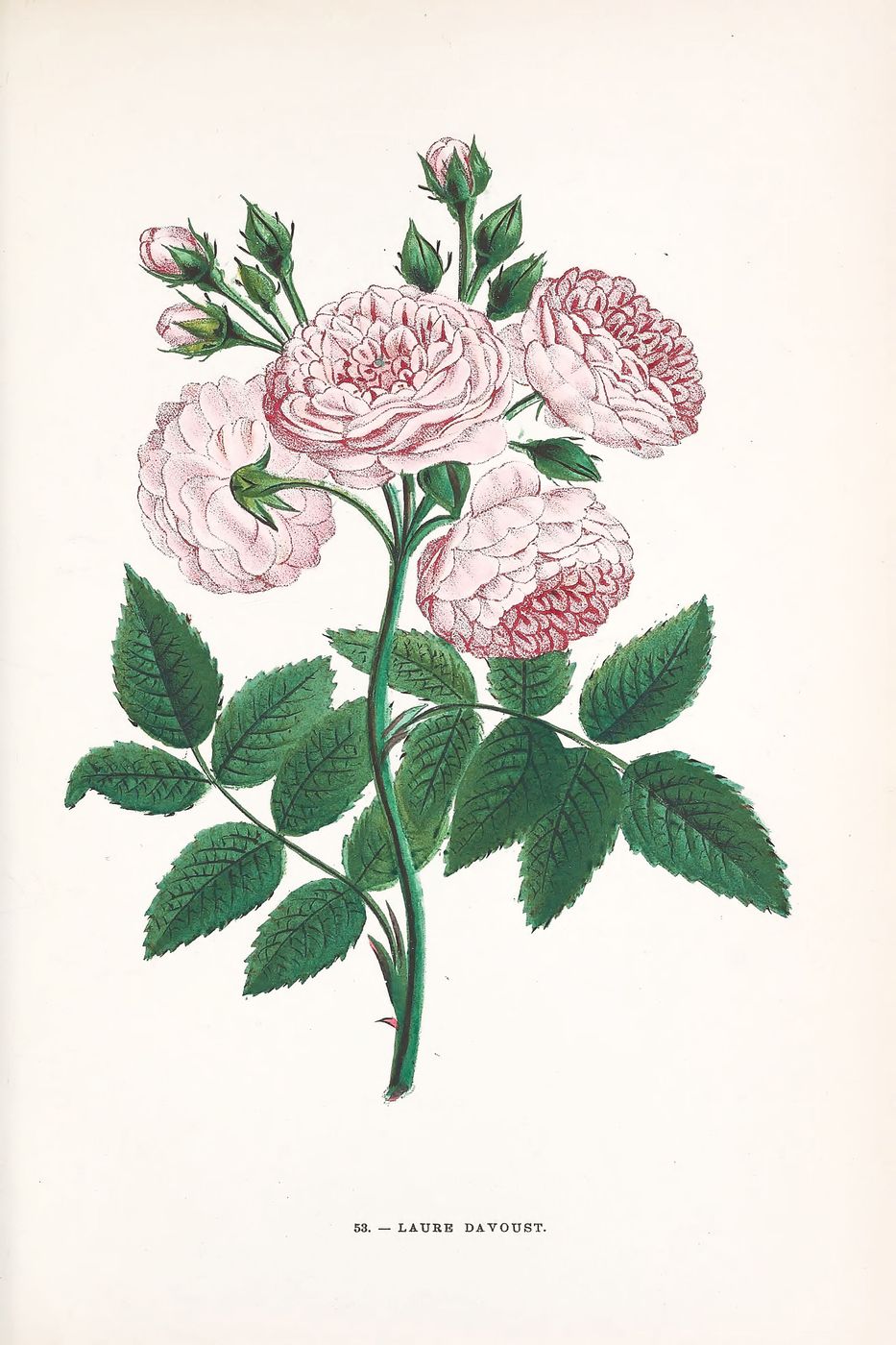 Vintage Rose Print No. 53 - Redoute Les Roses Botanical Illustration, Antique Floral Wall Art, Cottagecore Bedroom Decor