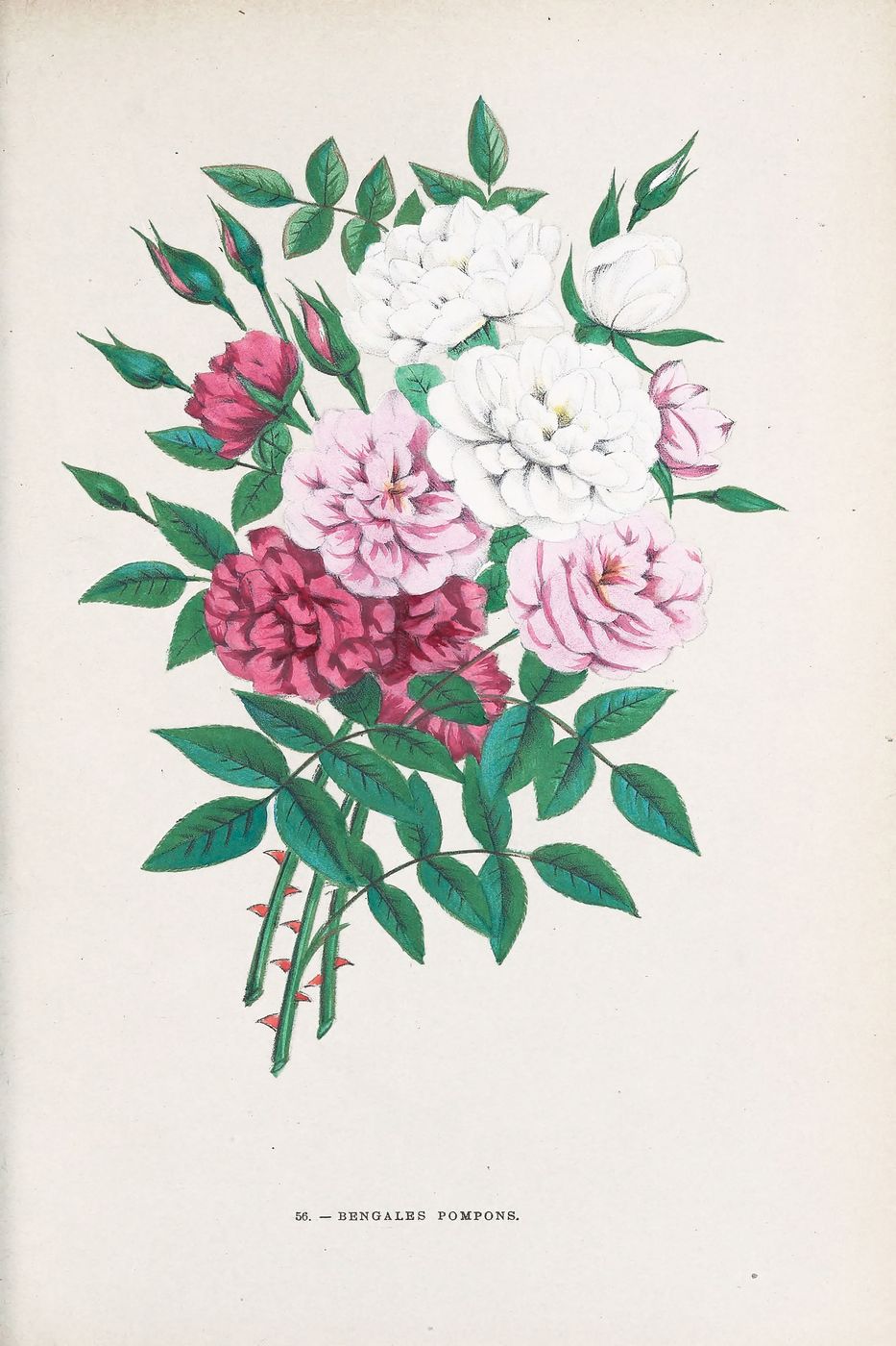 Antique Rose Print No. 56 - Vintage Botanical Rose Illustration, Redoute Floral Wall Art, Shabby Chic Cottagecore Decor
