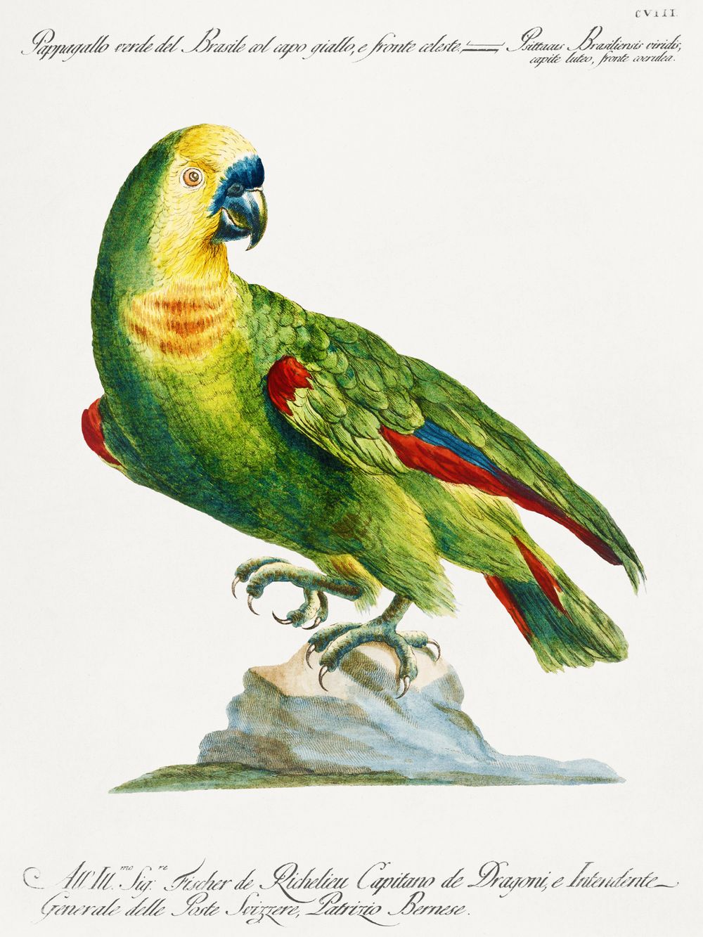 Vintage Green Parrot Print - Antique Manetti Ornithology Illustration, Exotic Bird Wall Art, Maximalist Tropical Decor