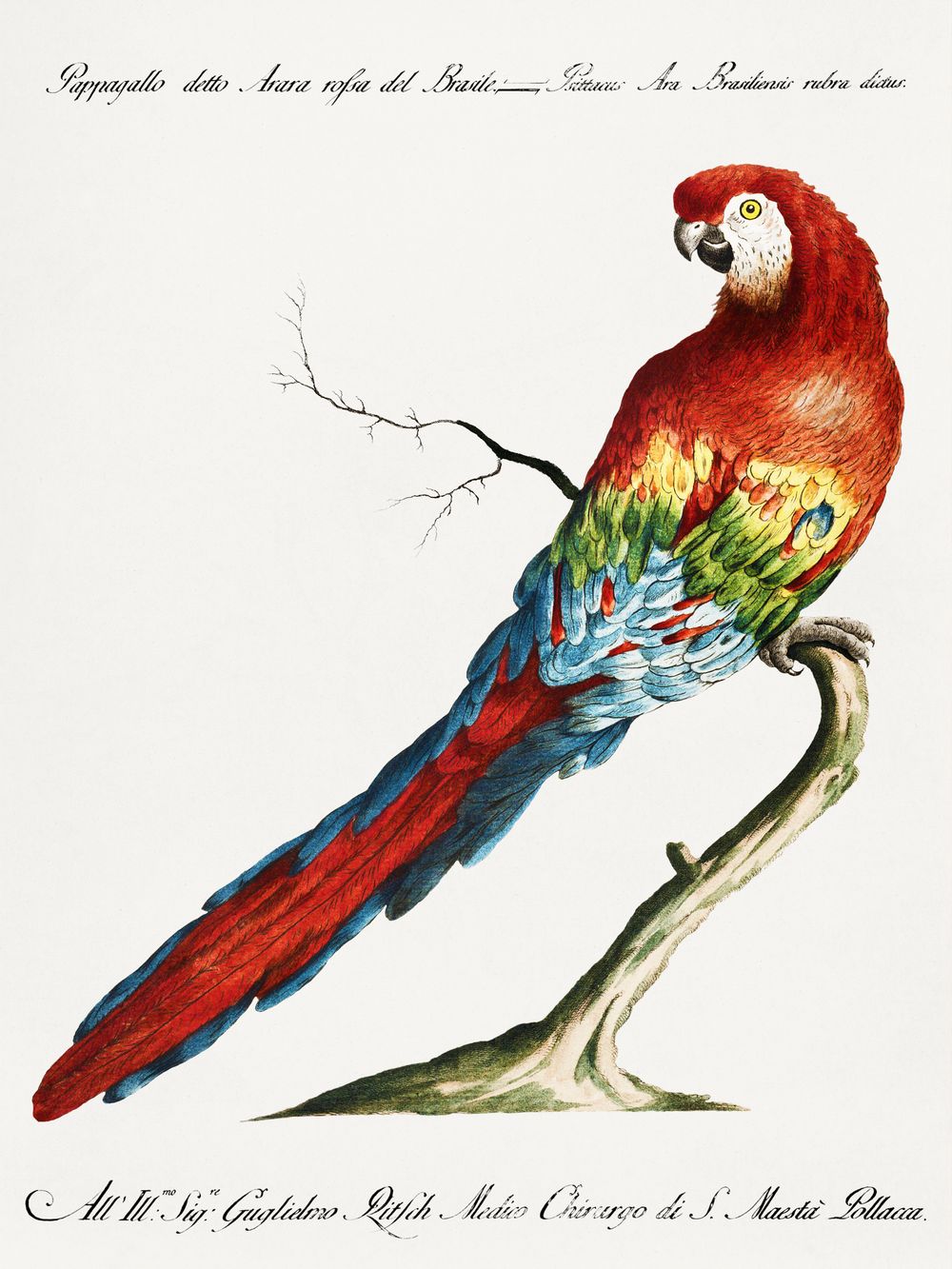 Vintage Scarlet Macaw Print - Antique Manetti Ornithology Illustration, Exotic Bird Wall Art, Maximalist Tropical Decor