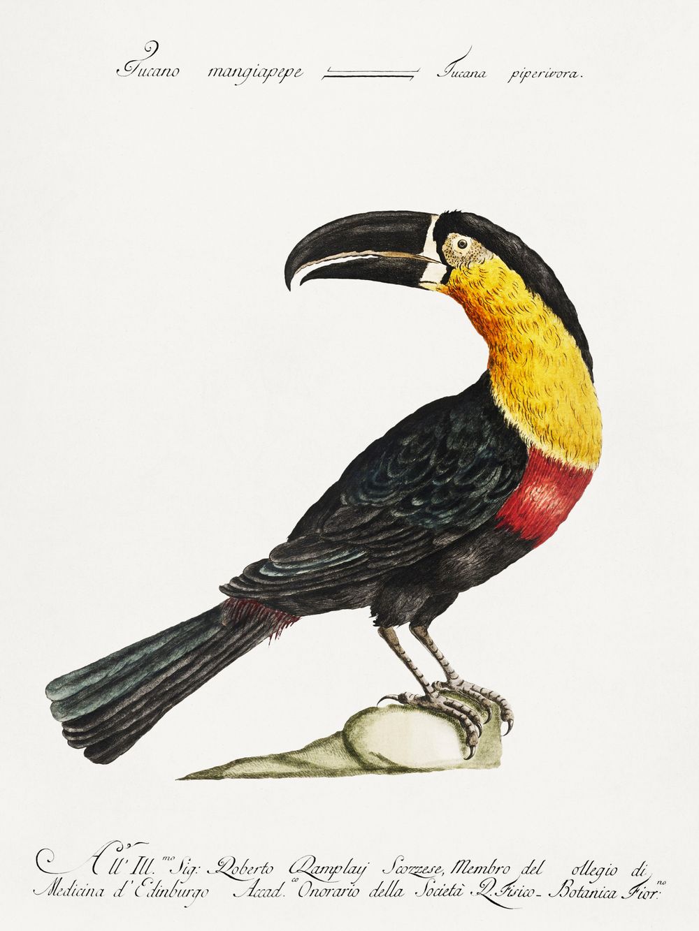 Vintage Toucan Print - Antique Manetti Ornithology Illustration, Exotic Bird Wall Art, Maximalist Tropical Decor