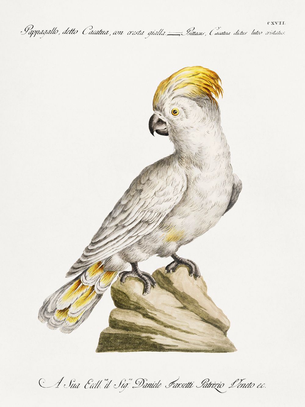 Vintage White Cockatoo Print - Antique Manetti Ornithology Illustration, Exotic Bird Wall Art, Maximalist Tropical Decor
