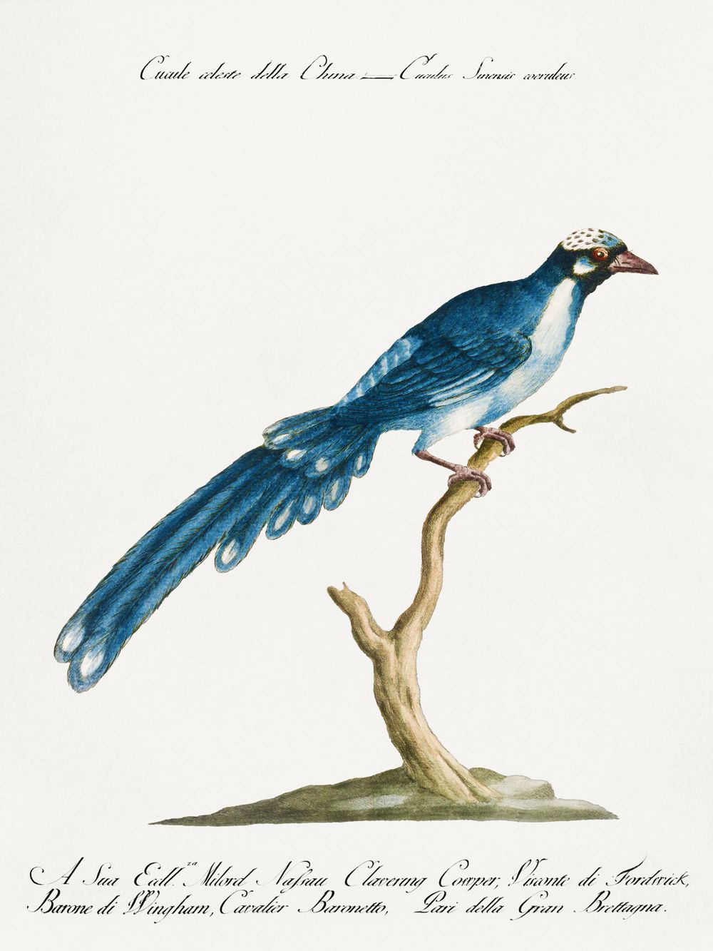 Vintage Blue Magpie Print - Antique Manetti Ornithology Illustration, Exotic Bird Wall Art, Maximalist Tropical Decor