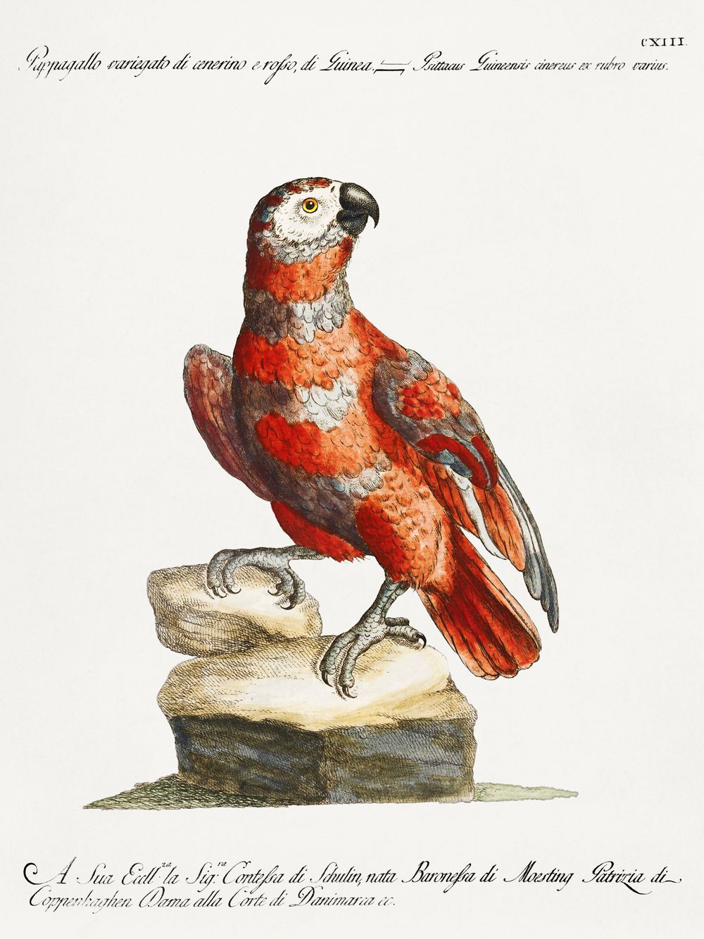 Vintage Red Macaw Print - Antique Manetti Ornithology Illustration, Exotic Bird Wall Art, Maximalist Tropical Decor