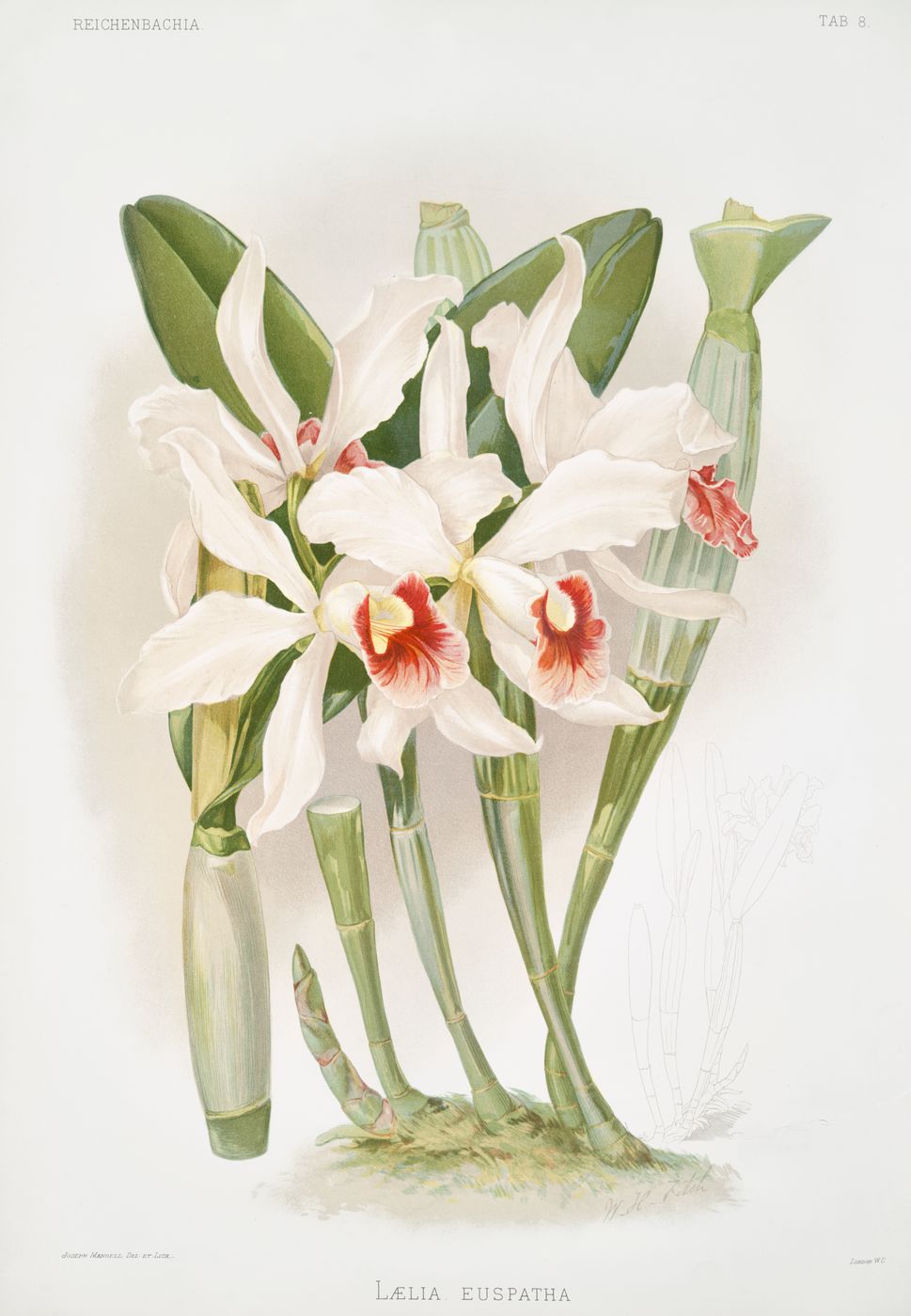 Antique Orchid Print No. 7 - Vintage Reichenbachia Botanical Illustration, Orchid Wall Art, Tropical Cottagecore Decor