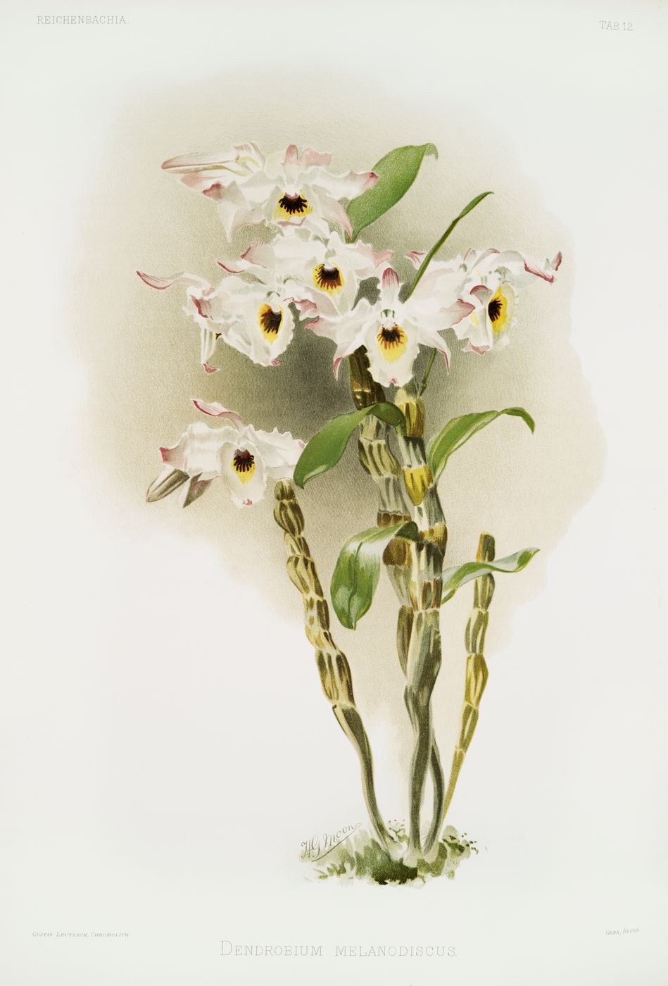 Vintage Orchid Print No. 28 - Reichenbachia Botanical Orchid Illustration, Antique Floral Wall Art, Cottagecore Decor