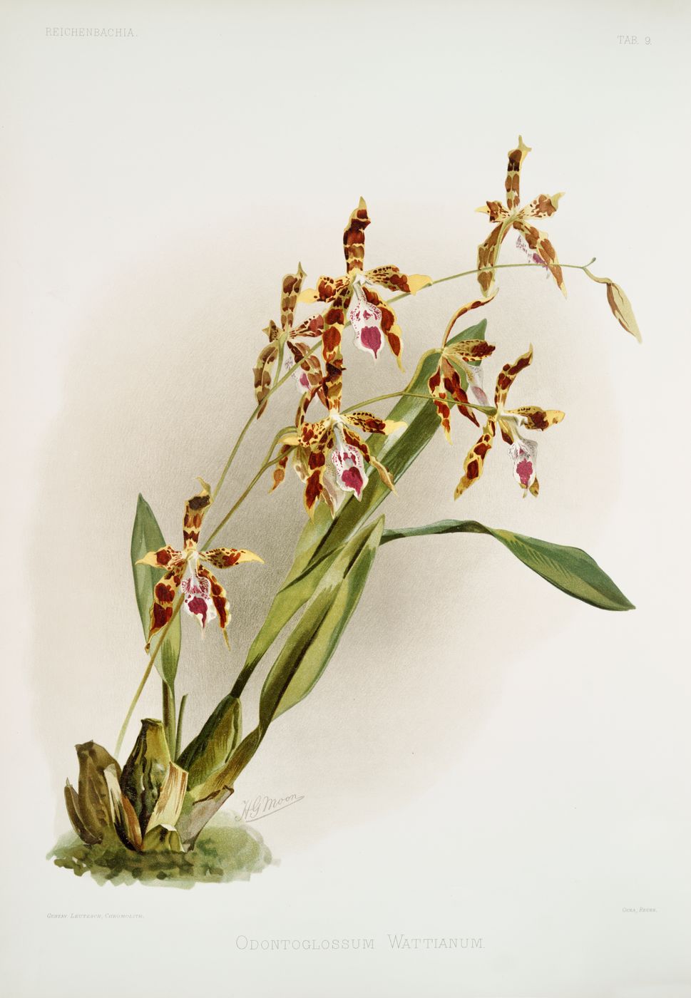 Reichenbachia Orchid Print No. 48 - Vintage Botanical Orchid Illustration, Floral Wall Art, Elegant Cottagecore Decor