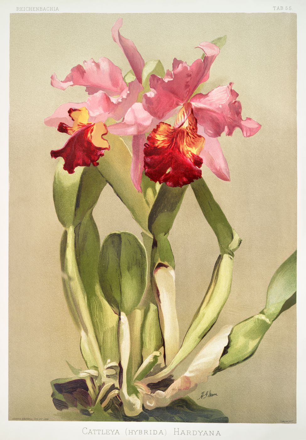 Vintage Orchid Print No. 49 - Reichenbachia Botanical Orchid Illustration, Antique Floral Wall Art, Cottagecore Decor