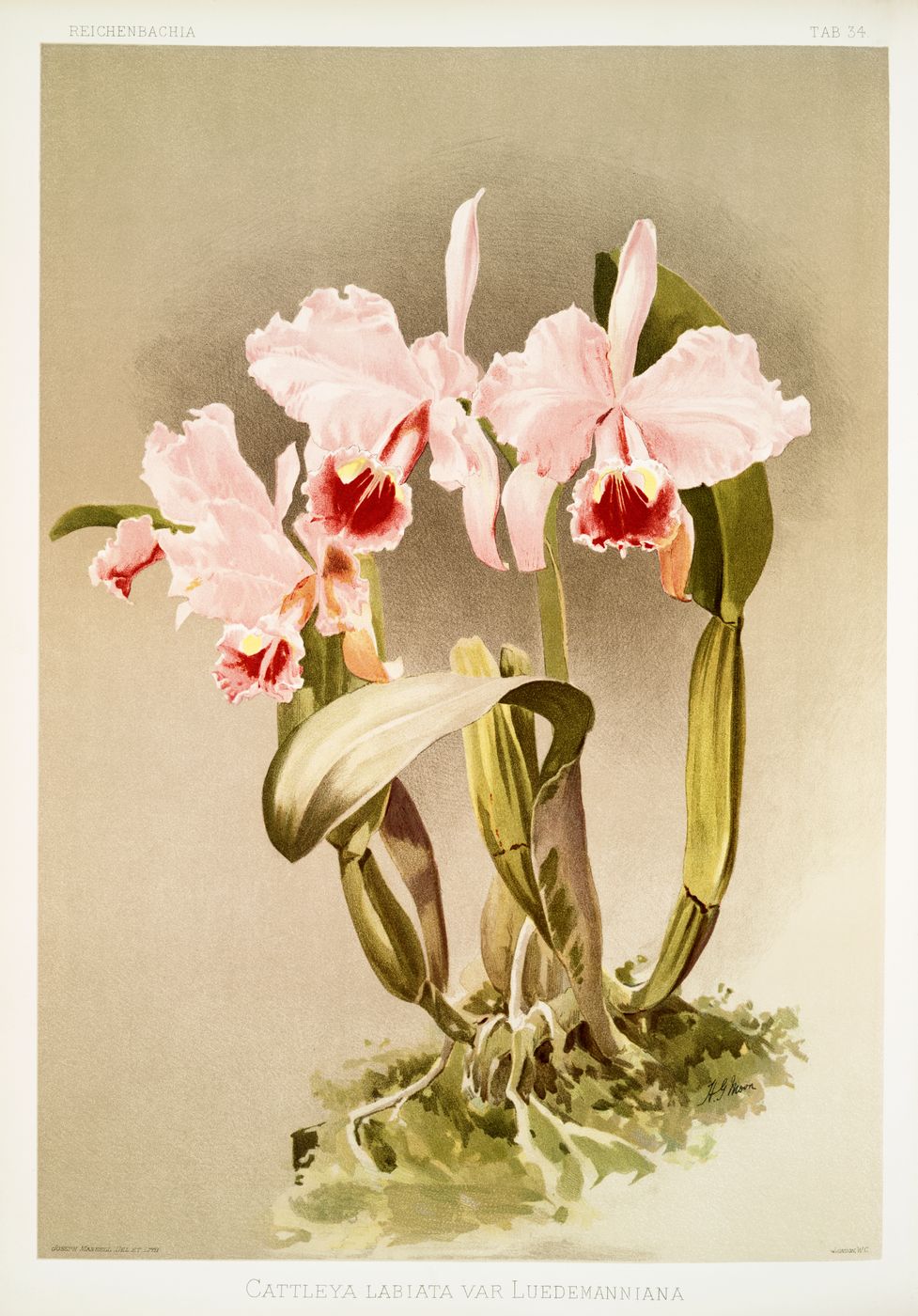 Antique Orchid Print No. 50 - Vintage Reichenbachia Botanical Illustration, Orchid Wall Art, Tropical Cottagecore Decor