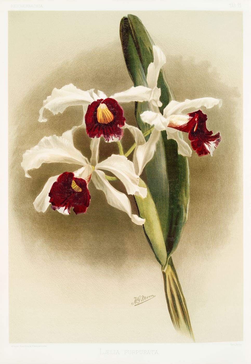 Reichenbachia Orchid Print No. 53 - Vintage Botanical Orchid Illustration, Floral Wall Art, Elegant Cottagecore Decor